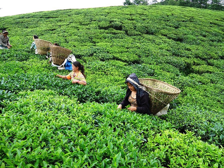 भारतले चिया रोक्ने प्रयास गरेपछि नेपाली व्यवसायी चिन्तित