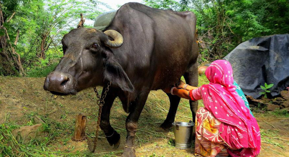भैंसीको जन्मदर्ता गर्ने किसानलाई भत्ता