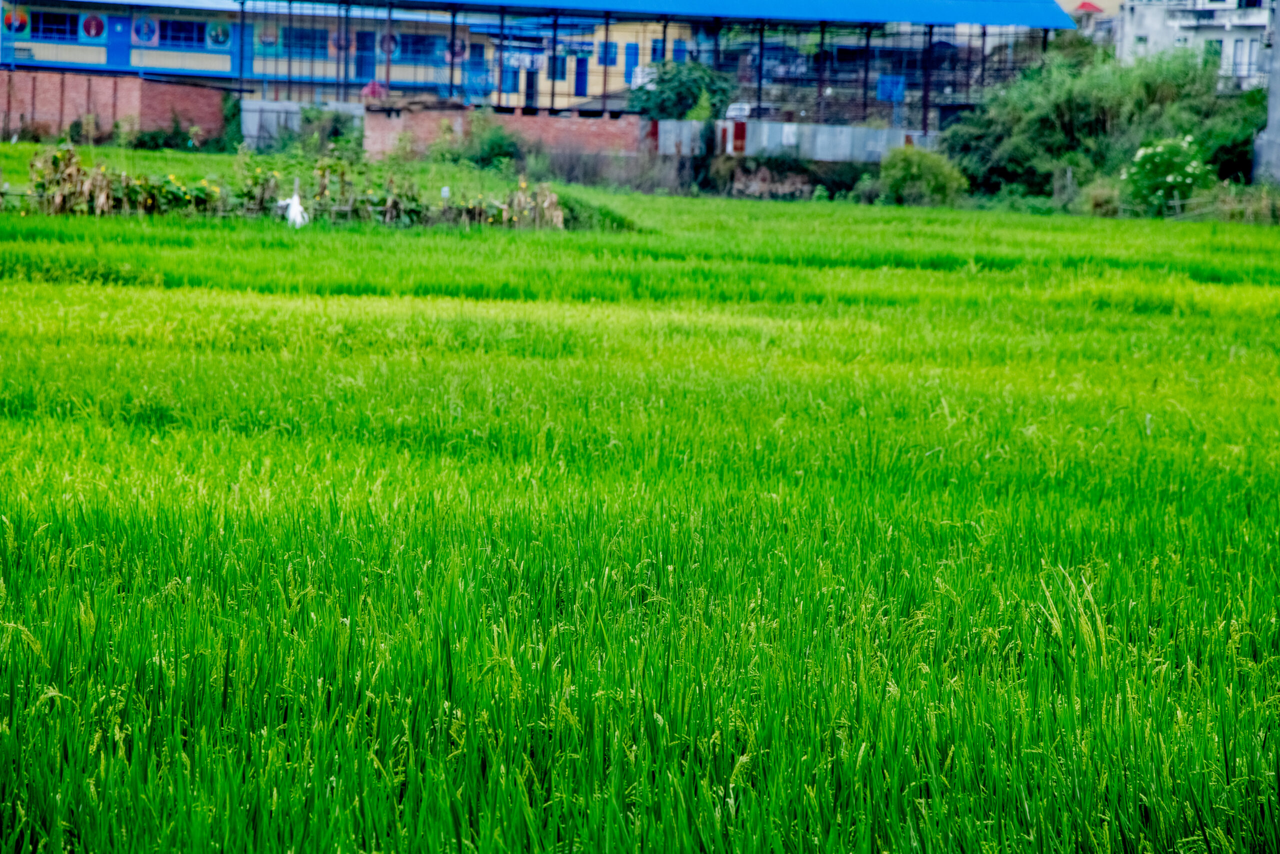 भक्तपुरमा धानखेती [तस्बिरहरू]