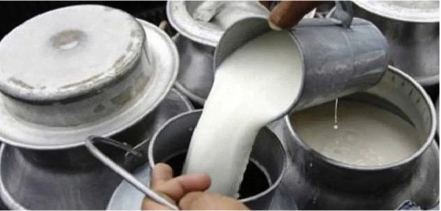 बागलुङका किसान दूध बिक्री गरेर सहरको पैसा गाउँमा भित्र्याउँदै