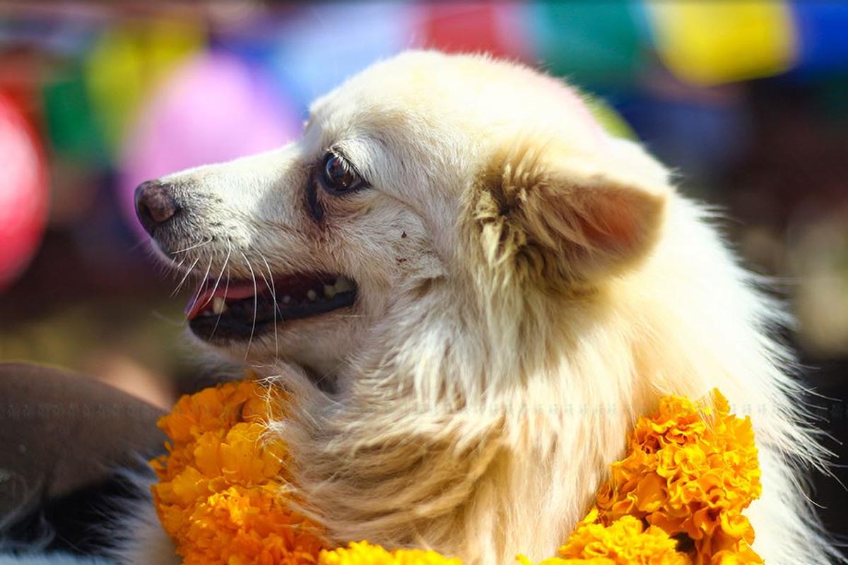 आज नरक चतुर्दशी र कुकुर तिहार मनाइँदै