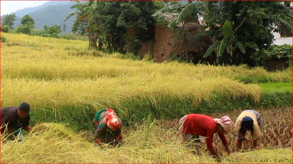 नेताहरूलाई चुनाव, किसानलाई कामको चटारो