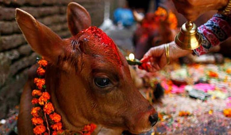 यमपञ्चकको चौंथो दिन : आज गोवर्द्धन, बलि, गोरु र हली पूजा