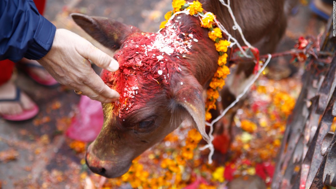 तिहारको चौथो दिन: आज गाई पूजा