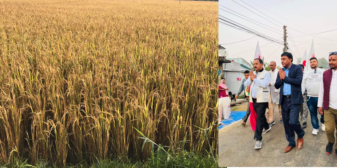 कृषि क्षेत्रसँग सम्बन्धित समस्याहरु समाधान गर्ने एमाले उम्मेदवारको प्रतिबद्धता