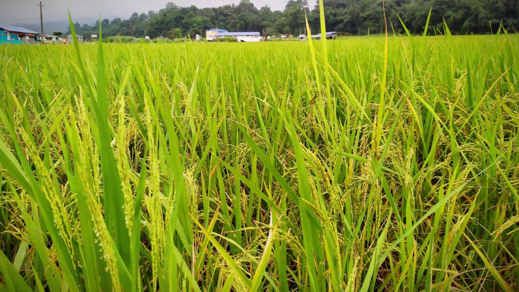रोपाइँमा ढिलाइ हुने भएका कारण म्याग्दीमा धान र कोदो उत्पादन घट्यो