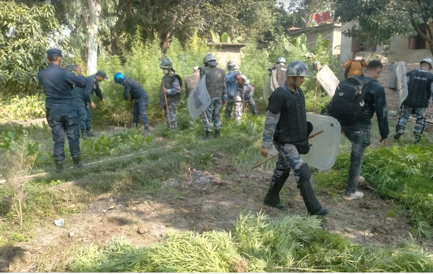 सिरहामा ५ हजारभन्दा बढी गाँजाको बोट फडानी गरी नष्ट
