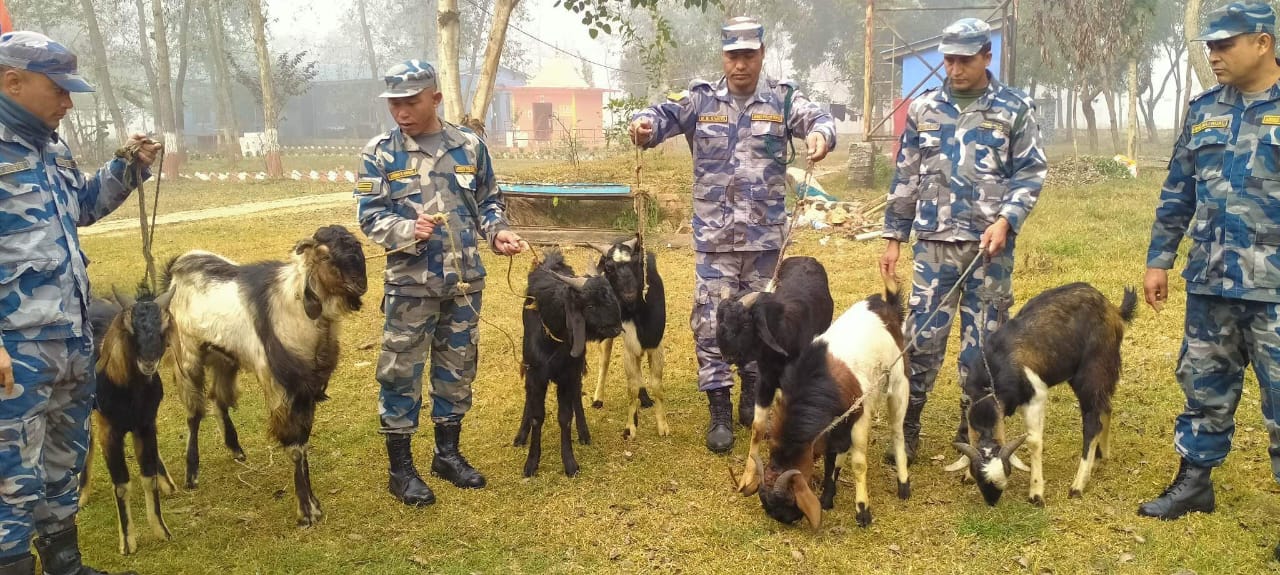 सीमा क्षेत्रबाट नेपाल भित्र्याइएका २ लाख बराबरको खसीबोका बरामद