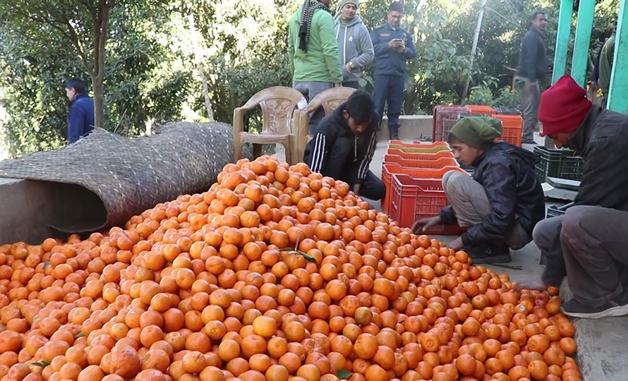 गुल्मीमा यो बर्ष २९ करोड बढीको सुन्तला उत्पादन