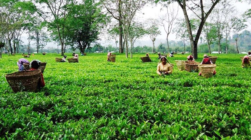 चिया निर्यातबाट बर्षेनी तीन करोड विदेशी मुद्रा आर्जन
