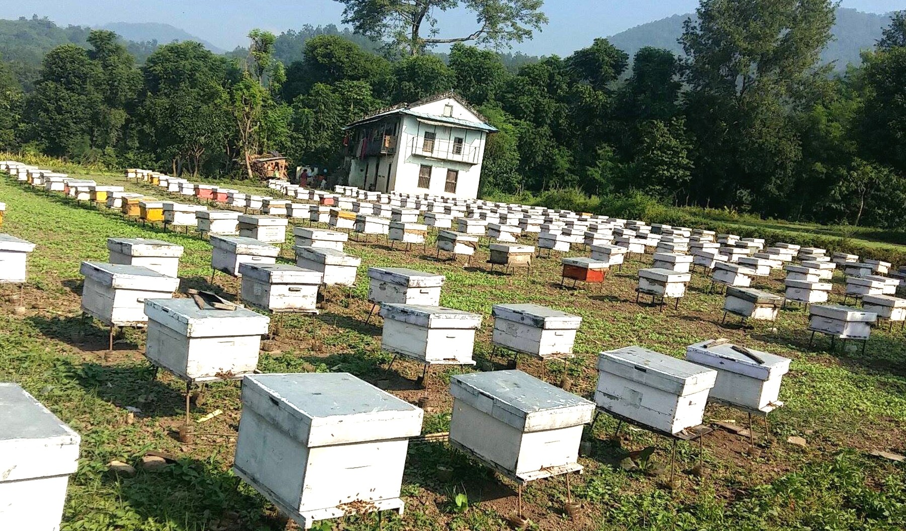 मह उत्पादन गरेर वार्षिक ३५ लाख आम्दानी