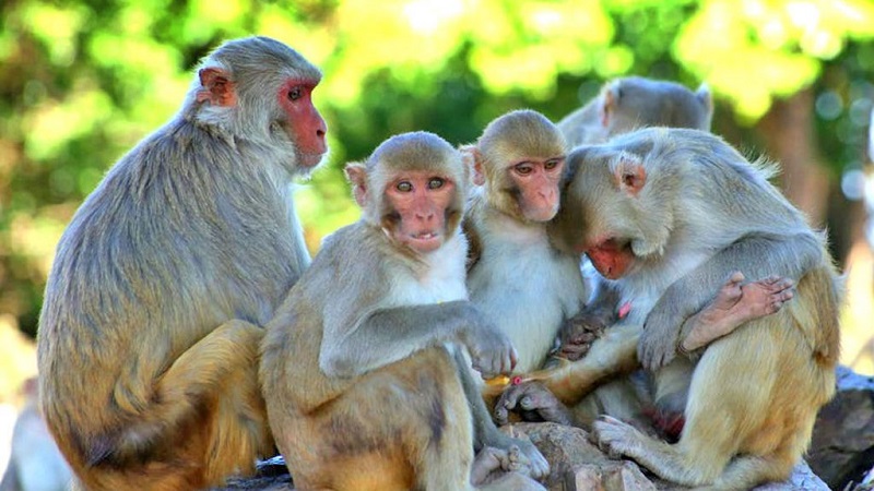गण्डकी प्रदेश बजेट : बाँदर नियन्त्रण गर्न एक करोड ५२ लाख विनियोजन