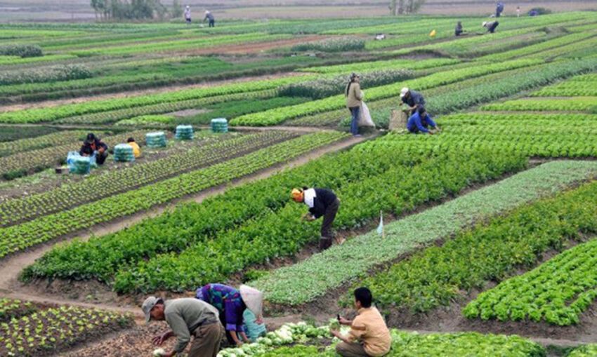 नेपालमा कृषि गर्ने जमिन घट्यो, कृषक परिवार बढ्यो