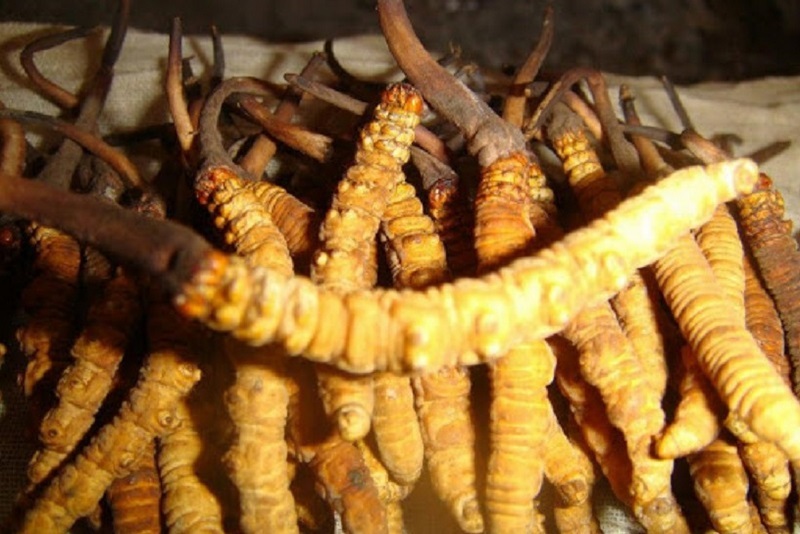 चार महिनाको अवधिमा नेपालबाट ५० करोडको यार्सागुम्बा निर्यात