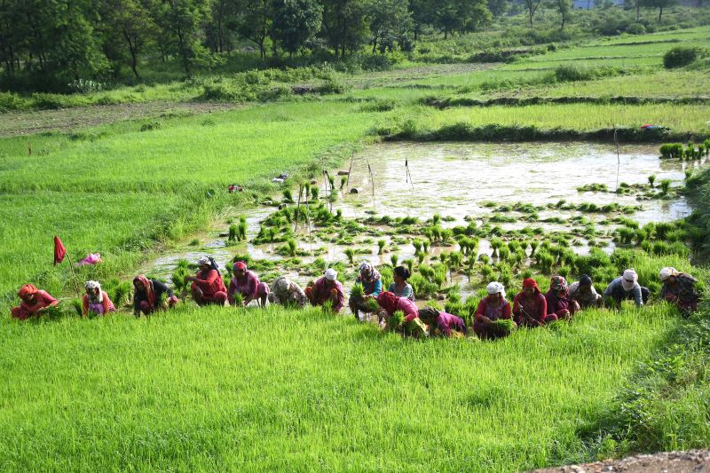 गण्डकीमा ७९ हजार बढी हेक्टरमा रोपाइँ सम्पन्न