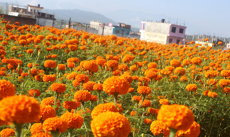बेमौसमी फूलखेती गरेर एकै वर्षमा १५ लाख आम्दानी