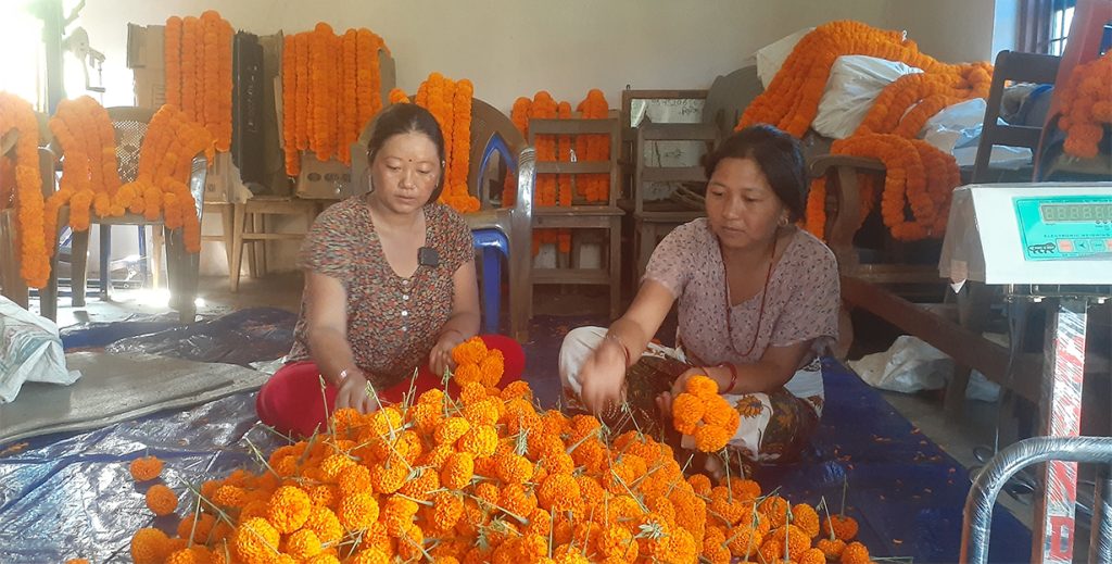 सयपत्री फूलको माग धान्न भ्याइनभ्याइ