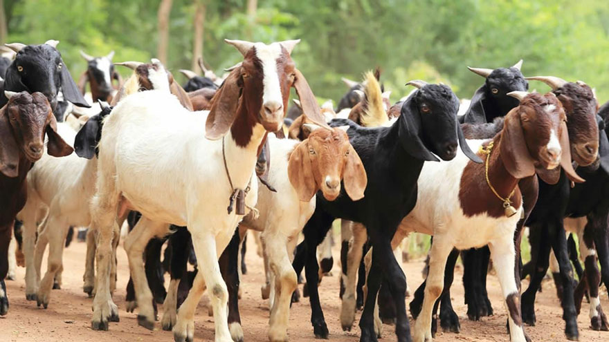 च्याङ्ग्रा गाउँ पुग्न नपाएपछि स्थानीय खसीबोकामै निर्भर