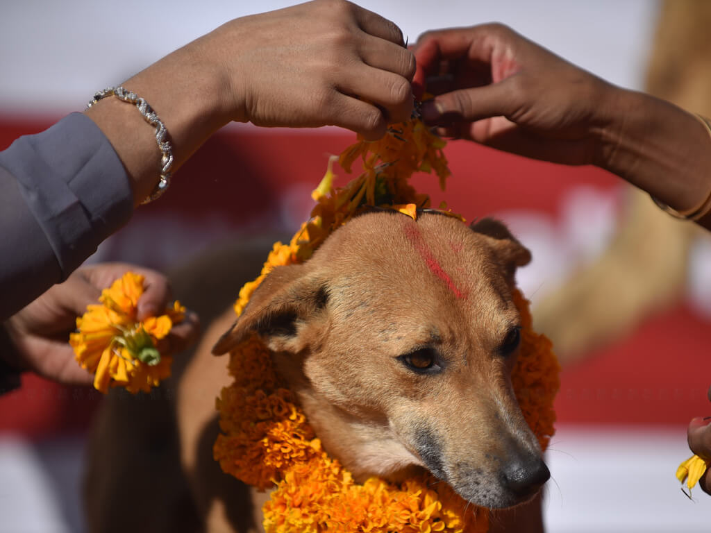 आज तिहारको तेस्रो दिन, घरघरमा कुकुरलाई पूजा गरी मनाइँदै