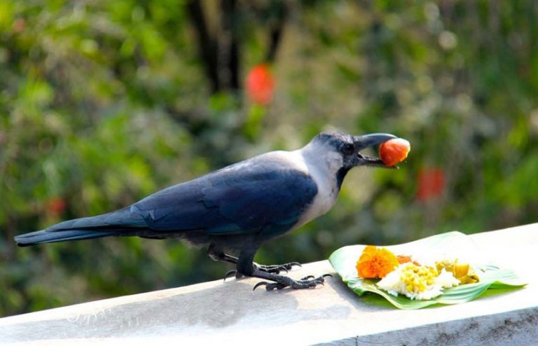 आज काग तिहार पर्व मनाइँदै