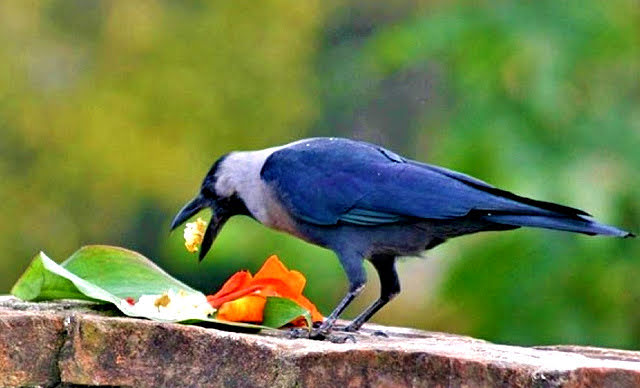 तिहारमा कागको पूजा किन गरिन्छ ? यस्तो छ धार्मिक महत्व