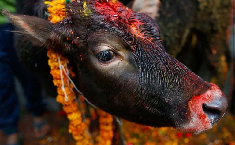 तिहारको पाँचौँ दिन, आज गाई पूजा गरिँदै