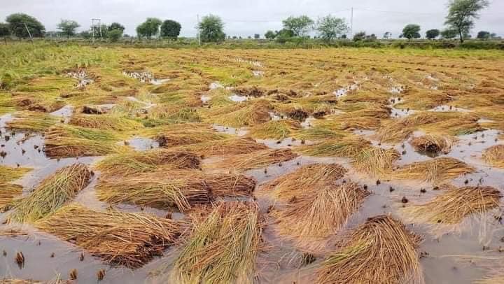 बेमौसमी वर्षाका कारण कोशी प्रदेशमा दुई अर्बभन्दा बढीको क्षति
