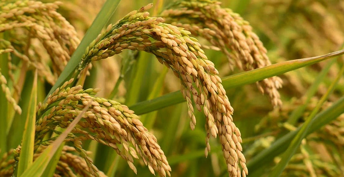 आठ प्रजातिका धानबालीको अनुसन्धान