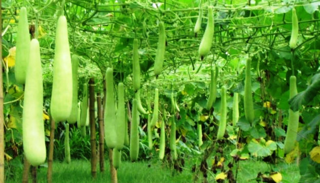 तरकारी खेतीले फेरिंदै एक सय भन्दा धेरै परिवार जीवनशैलीको