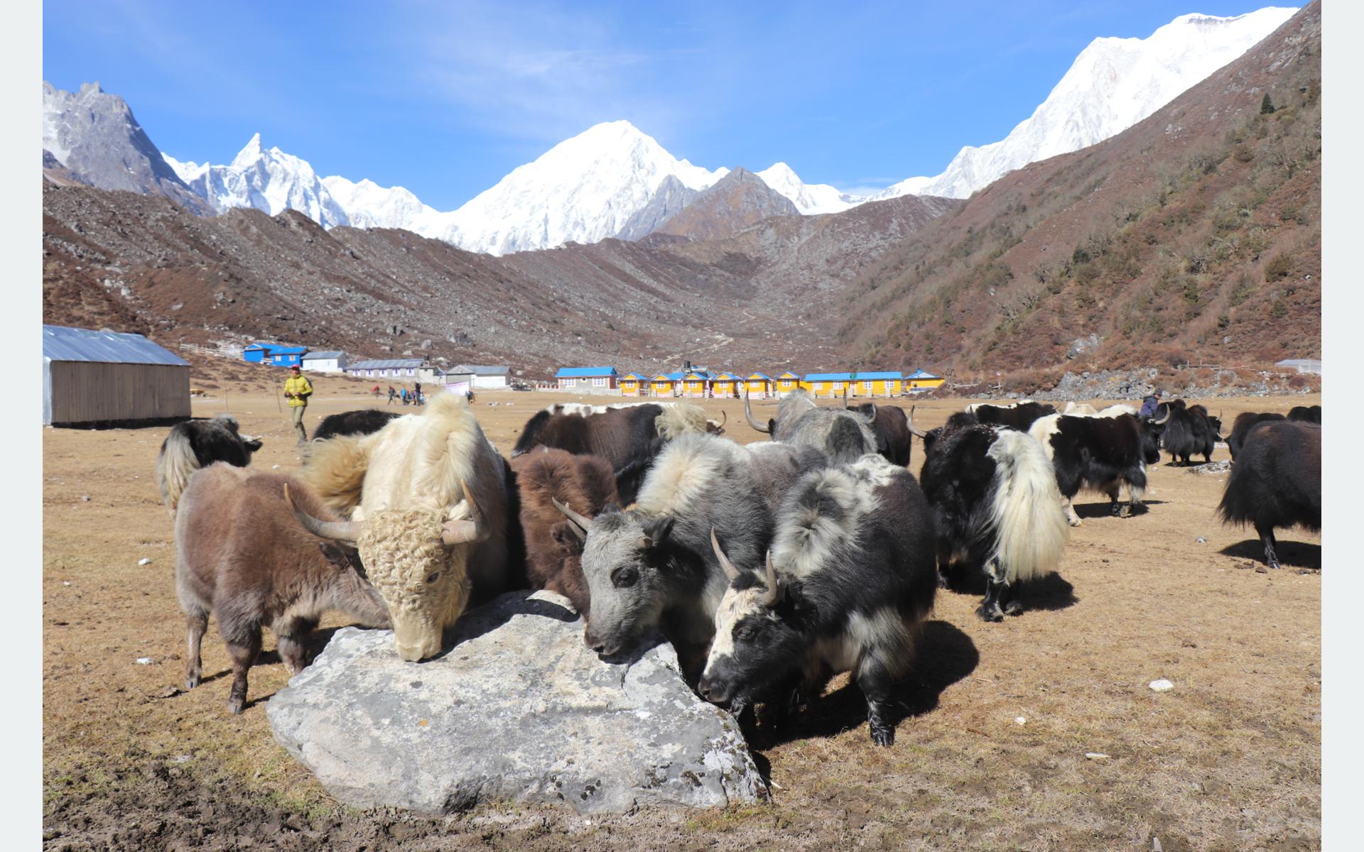 मनाङमा जलवायु परिवर्तनको असर,  याक चौँरीसँगै हिमाली जीवनशैली  संकटमा