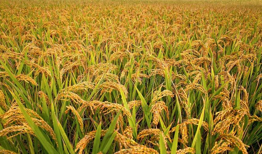 धान बाली उत्पादनमा गिरावट