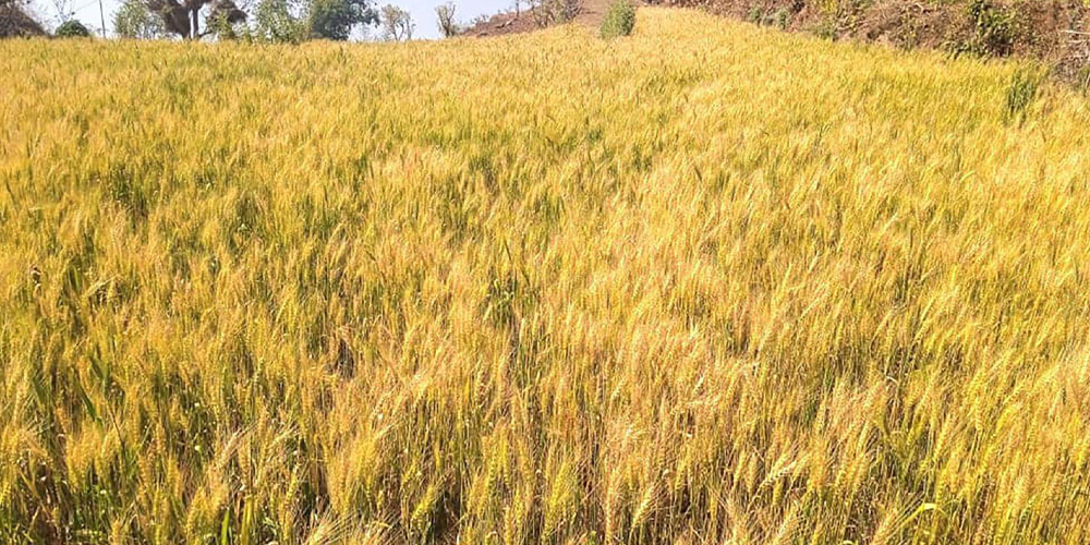 उन्नत जात र तालिमबाट गहुँखेतीमा नयाँ आशा