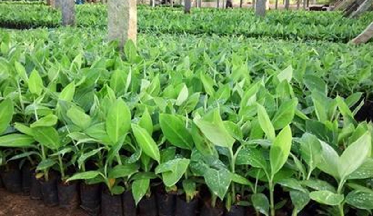 ५० प्रतिशत अनुदानमा किसानलाई केराका बिरुवा वितरण