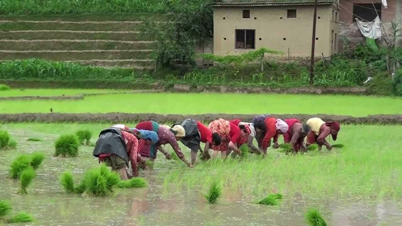 जलवायुमैत्री प्रविधिमार्फत धान उत्पादन बढाउने लक्ष्यसहित आज २३औँ राष्ट्रिय धान दिवस मनाइँदै