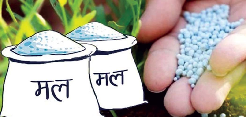 धान रोपाइँको मुखमा मल ढुवानीमा ढिलाइ, स्थानीय तहको उदासीनताले किसान प्रभावित हुने जोखिम