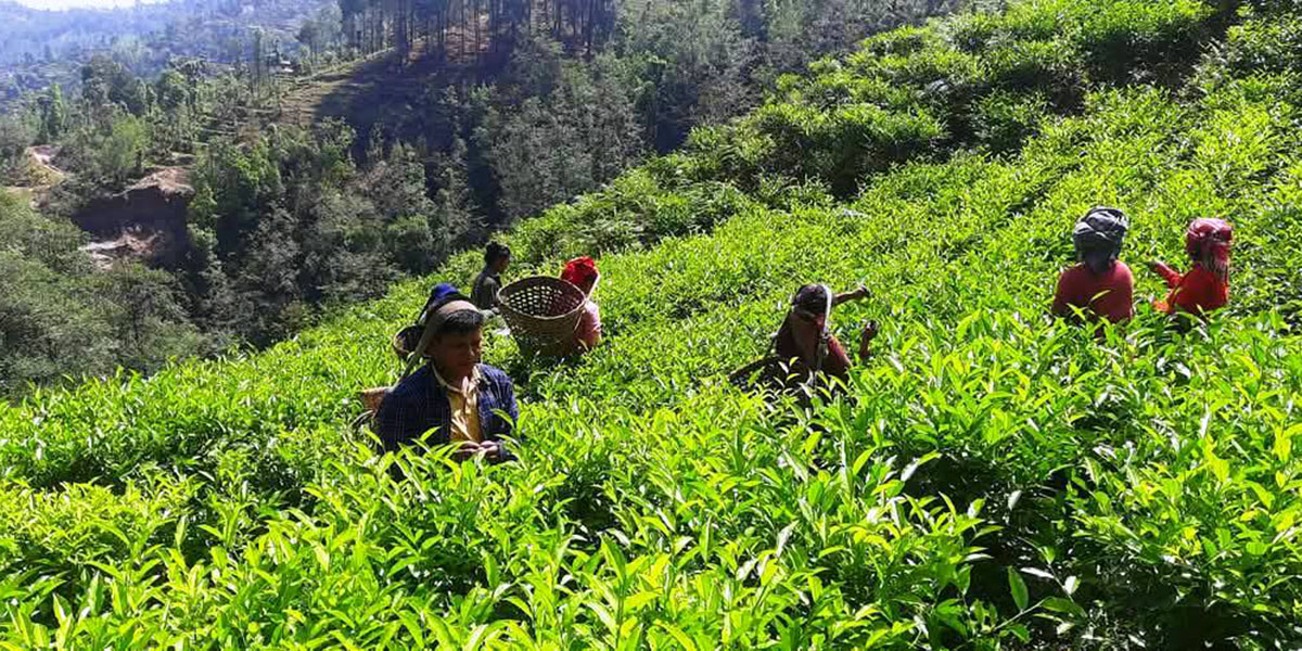 भारतले नेपाली चियामा कडाइ गरेपछि बन्द हुँदै चिया उद्योग, किसानहरु समस्यामा