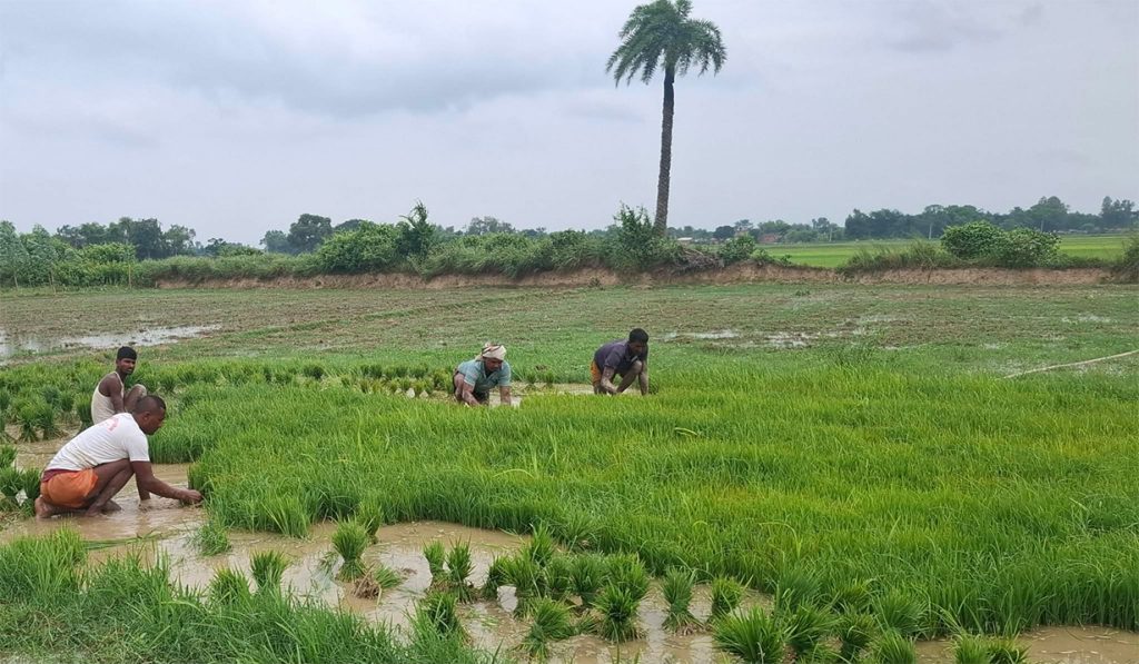धेश प्रदेशमा मनसुन सक्रिय भए पनि ४ प्रतिशत मात्रै रोपाइँ