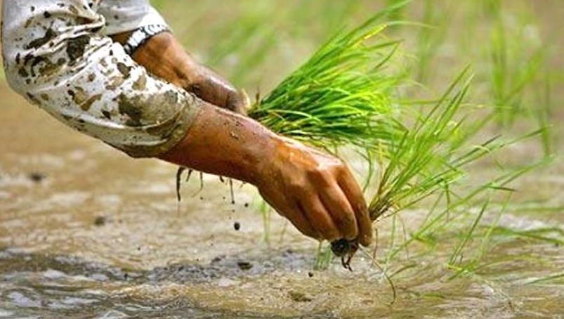 गोरखामा धान रोपाइँले गति लियो, ५८ प्रतिशत रोपाइँ पूरा