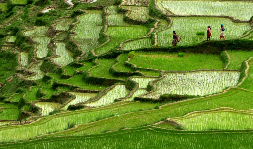 कृषि क्षेत्रमा सक्रिय ज्येष्ठ नागरिक ७२ प्रतिशत, हेर्नुहोस् तालिका