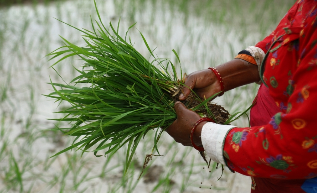 देशभर हालसम्म ५० प्रतिशत धान रोपाइँ: सुदूरपश्चिम अगाडि, कोशी र मधेस अझै पछि