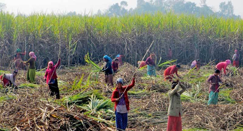 उखु किसानलाई डेढ अर्बभन्दा बढी अनुदान, प्रतिक्विन्टल ७० रुपैयाँका दरले रकम वितरण हुने
