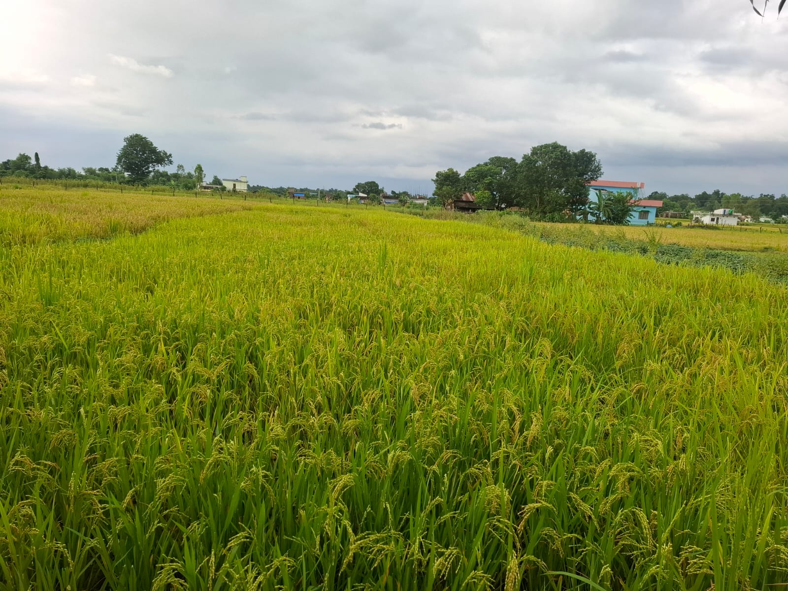 कैलालीमा ७० प्रतिशत धान भित्र्याइयो