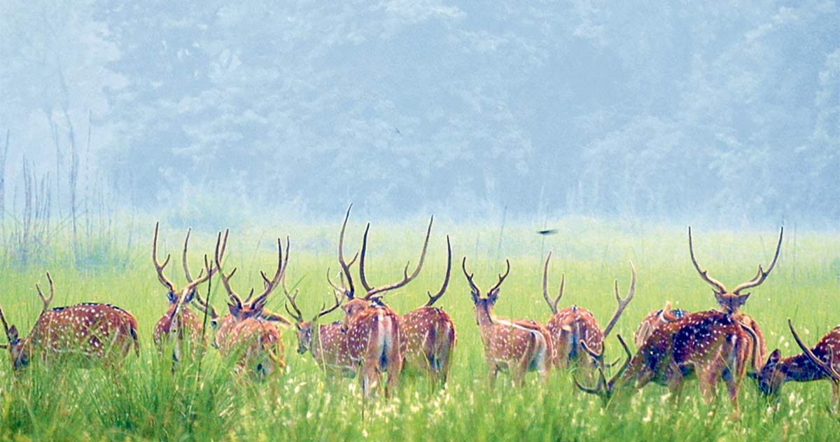 दसैँ–तिहार लक्षित गर्दै शुक्लाफाँटामा जङ्गल सफारी खुला
