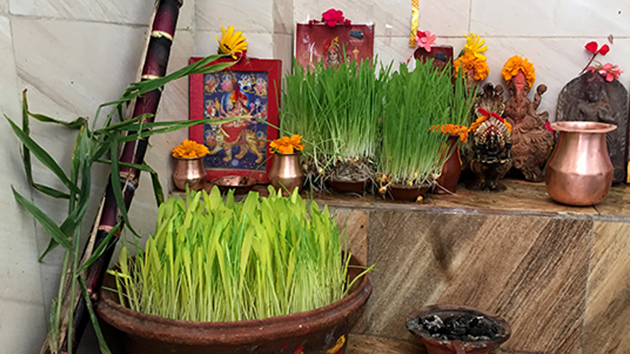फूलपातीमा चढाइन्छन् नौ वनस्पति, कुनमा कुन देवीको प्रतीक ?