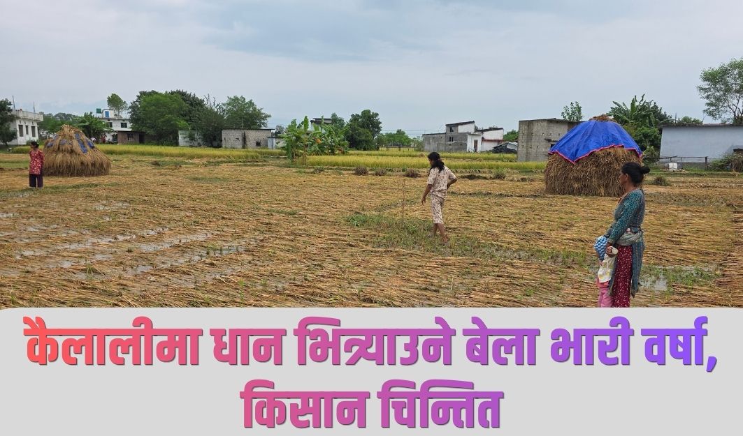 कैलालीमा धान भित्र्याउने बेला भारी वर्षा, किसान चिन्तित